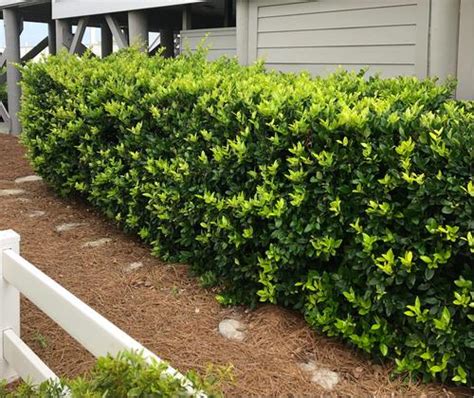 Howardii Privet Ligustrum Japonicum Howardii From Taylors Nursery