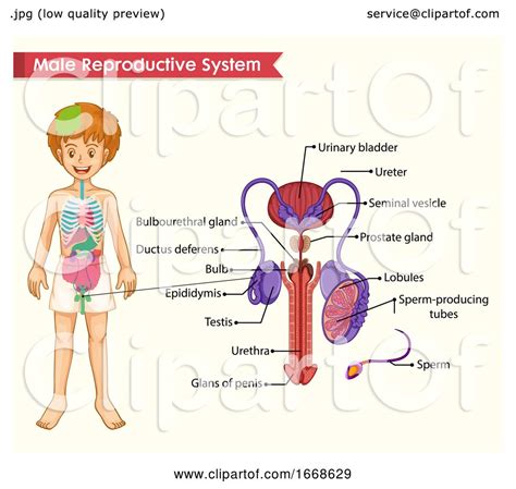 Scientific Medical Illustration Of Male Reproductive