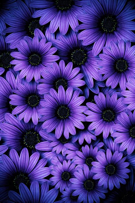 Purple Daisies Flowers Daisy Flower Daisies Petals Purple Blue