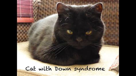 For cats, there are several conditions that they can have that may lead you to believe that they have down syndrome. Cat with Down syndrome - YouTube