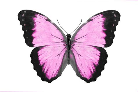 Tropical Pink Butterfly Isolated On White Stock Photo Image Of Wing