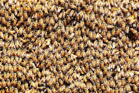 How Many Honey Bees In A Hive Complete Beehives