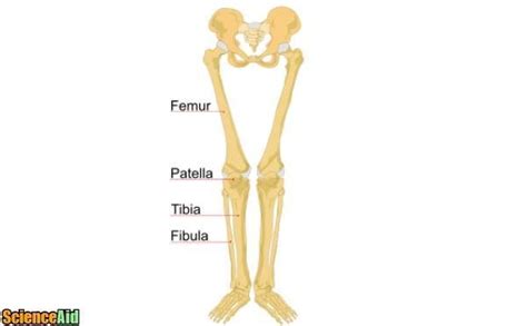 Bones Of The Human Leg And Foot Scienceaid