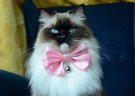 Fancy Pink Cat Bowtie With Collar And Bell Collar With Breakaway Or Non