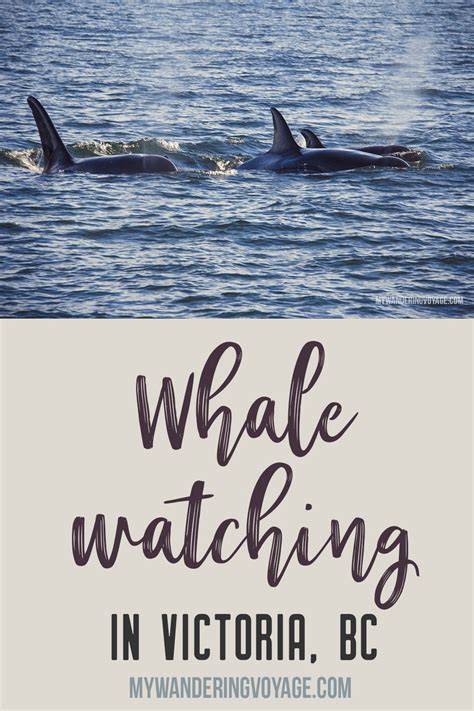 Whale Watching In Victoria Bc Canadian Travel Canada Travel Canada
