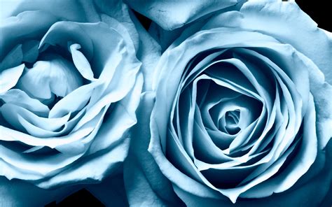 Blue Roses Widescreen Wallpapers Hd Wallpapers Id 6454