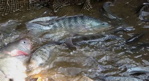 Ikan untuk sementara dikumpulkan dalam tempat penampungan berupa. 3 Cara Pembesaran Ikan Nila, Mudah dan Terjangkau - Star ...