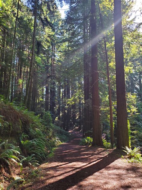 Fortuna California in the redwoods : r/hiking