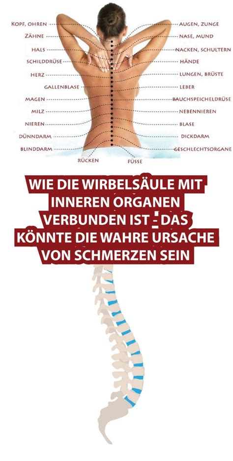 Auf der standard gesundheit finden sie aktuelle berichte über krankheiten der inneren organe. WIE DIE WIRBELSÄULE MIT INNEREN ORGANEN VERBUNDEN... - # ...
