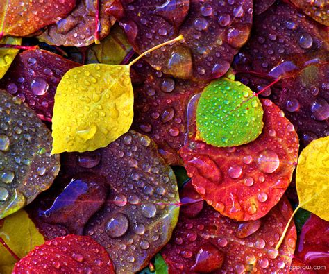 Water Drops On Leaves Wallpaper Download Colourful Hd Wallpaper Appraw