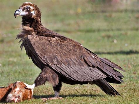 Top 10 Largest Bird Of Prey That Are Pretty Awesome And Scary Too 2022