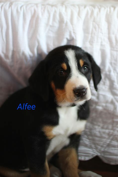 Greater swiss mountain dogs or swissys, swissies as they are also known will make good family companions if properly raised and trained. Greater Swiss Mountain Dog Puppies For Sale | Myerstown ...