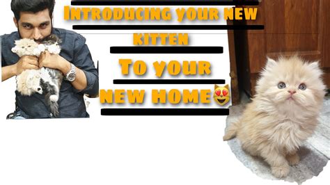 Bringing Kitten Home For The First Timehow To Introduce Your New