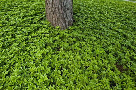 Ivy Ground Cover Shade Home Cover