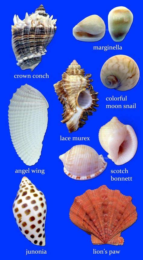 31 Names Of Shellsi Love To Collect Any Shells Ideas Shells Sea