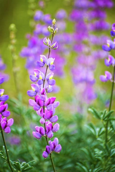 Pink And Purple Lupine Photograph By Lynn Bauer Fine Art America