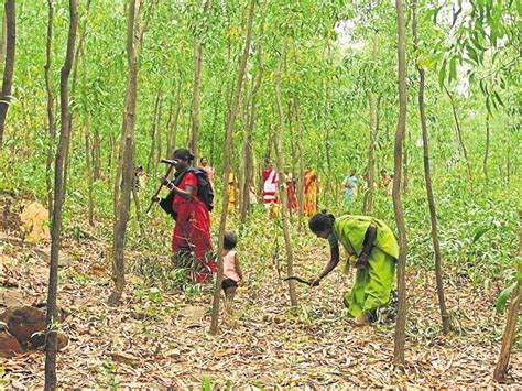 Forest Cover Shrinks In Five Districts Of Jharkhand Hindustan Times