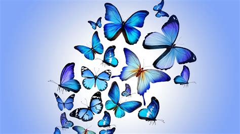 Butterfly Colorful Blue Drawing Art Beautiful 4k
