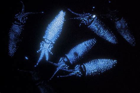 Bioluminescent Firefly Squid In Japan Glow In The Dark Firefly