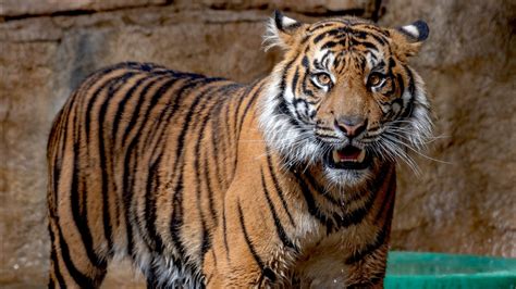 Sumatran Tiger In Zoo 4k Wallpapers Hd Wallpapers Id