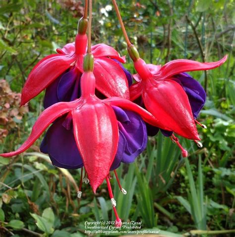 Photo Of The Bloom Of Fuchsia Voodoo Posted By Zuzu