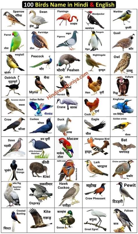 100 Birds Name In Hindi And English With Images 100 पक्षियों के नाम