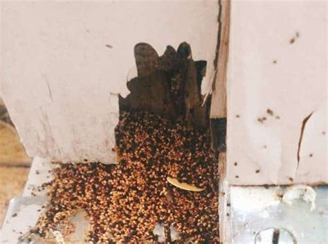 Termite Poop 101 Identification And Dangers With Pictures