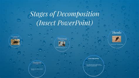 Stages Of Decomposition By Haisia Perry