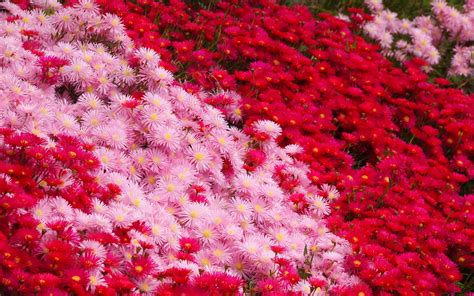 Plants Decorative Flowers Lampranthus Red Vygie And Pink