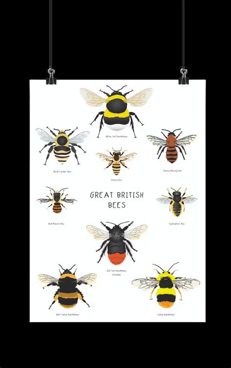 Great British Bee Digital Download Buttercup Learning