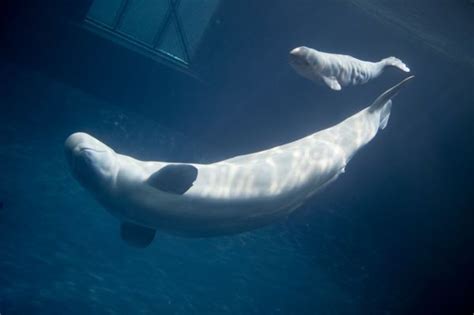 Shedd Aquarium Announces Successful Birth Of Beluga Whale Pete Thomas