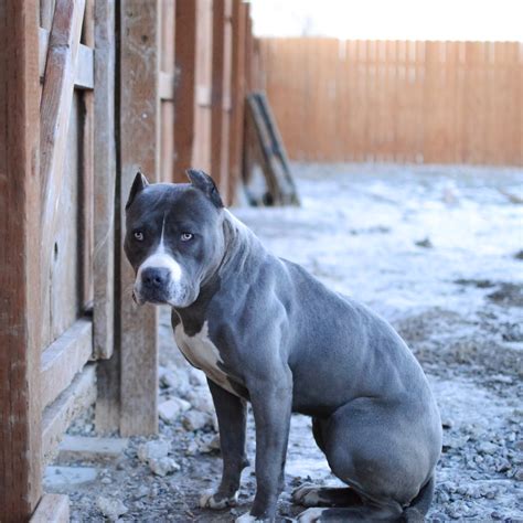 9 Things You Should Nose About The Blue Nose Pitbull Animalso