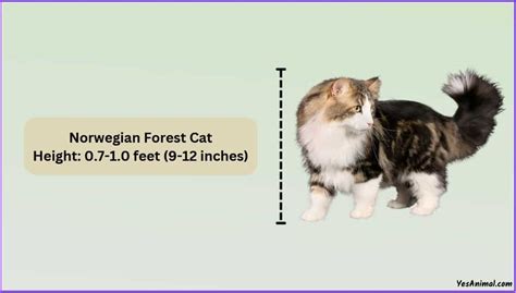 Norwegian Forest Cat Size How Does It Compare With Others