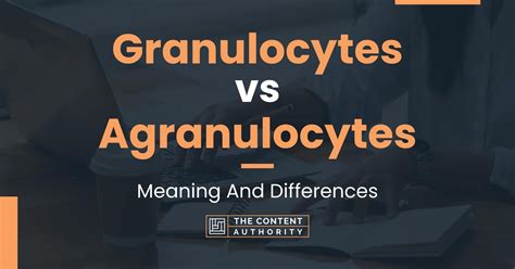 Granulocytes Vs Agranulocytes Meaning And Differences