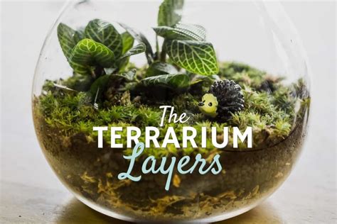 Terrarium Layers A Step By Step Guide Terrarium Tribe Terrarium