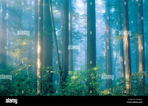 Redwood Trees Illuminated By Light Redwood Np California Usa Stock