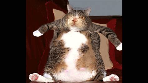 Fat Cat Dancing Youtube