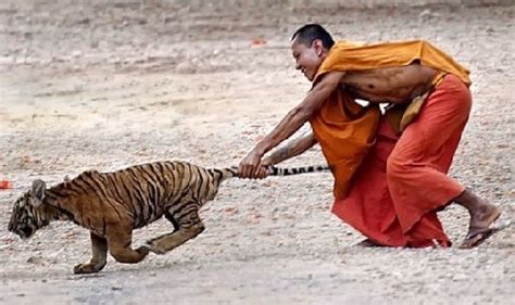 Tsh Newsroom Catch A Tiger By The Tail