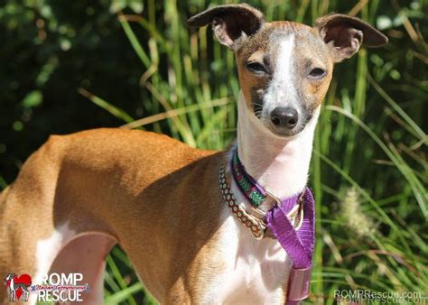 Wisconsin Italian Greyhound Rescue Hope Romp Italian Greyhound