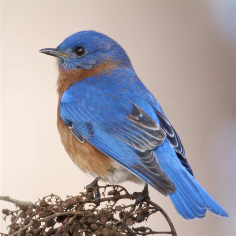 Bluebirds — Hsv Audubon
