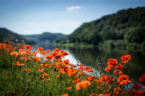 Nature River Flowers Red Flowers Plants Poppies 2560x1700