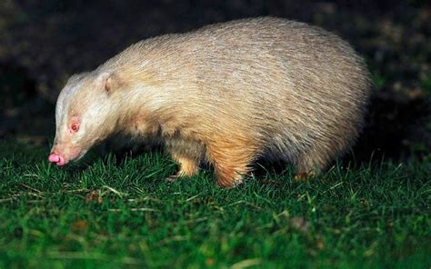 Pictures Of The Day 21 November 2012 Albino Animals Badger Pictures