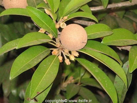 The leaves will start changing color to yellow, orange, red, or brown before dying off. Sapodilla | Sapota | Chiku | Chikoo Tree | Fruit Trees