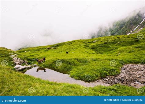 Ram And Sheep Reflecting In High Altitude Mountain Stream On Mon Stock