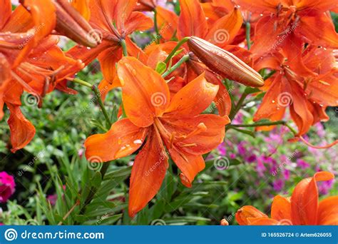 Macro Shot Of Beautiful Red Tiger Lily Flowers Or Lilly Blossoms Stock