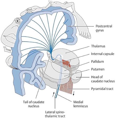 Atlas Of Neuroanatomy For Communication Science And Disorders