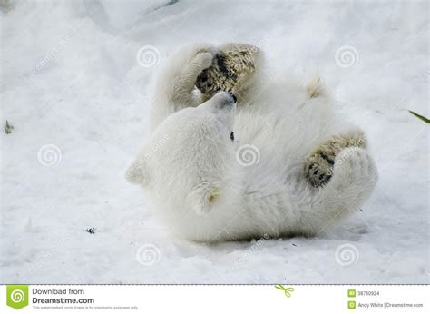 Baby Polar Bear From The Toronto Zoo Stock Photo Image Of White Bear