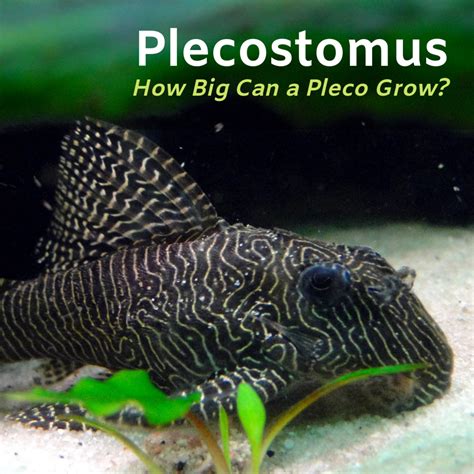 How Big Does A Plecostomus Get Pethelpful