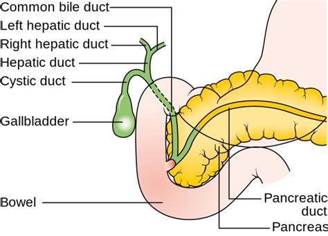 The Pancreas Trypsin Protein Digestion And Pancreatitis Owlcation