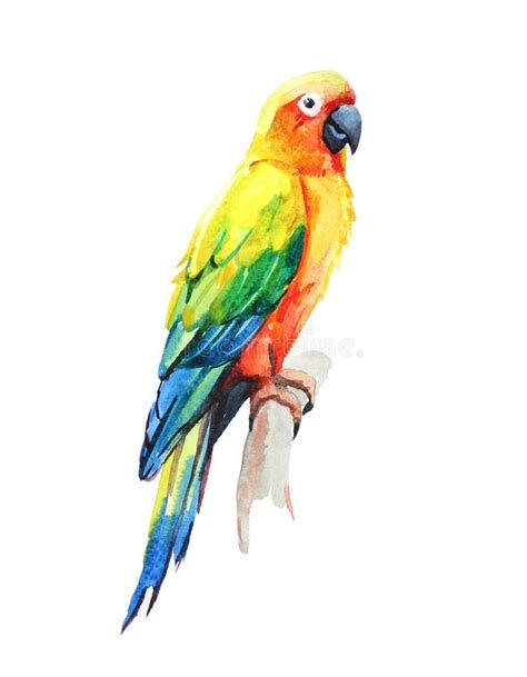 Sun Conure Parrot Watercolor Illustration On White Background Stock